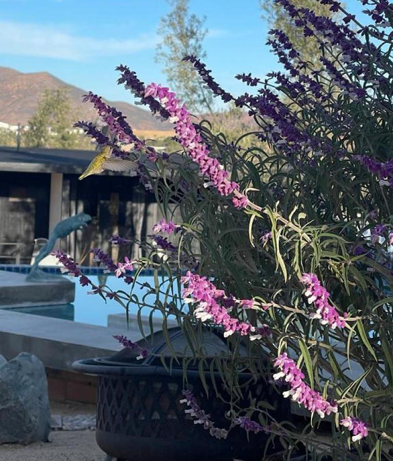 Cazosa Lodge *